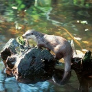 Danube: otter with fish	N. Krueger/GNTB