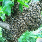 bees on tree