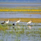 Eurasian-spoonbills-and-glossy-ibises