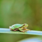 European-tree-frog