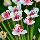 Flowering-rush-(Butomus-umbellatus)
