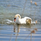Mute-swan