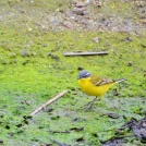 Western-yellow-wagtail